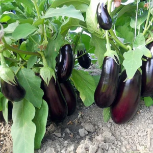 Vinete Pana Corbului (3 g - 600 sem), seminte semitimpurii, vinete alungite, gustoase si productive, Agrosem
